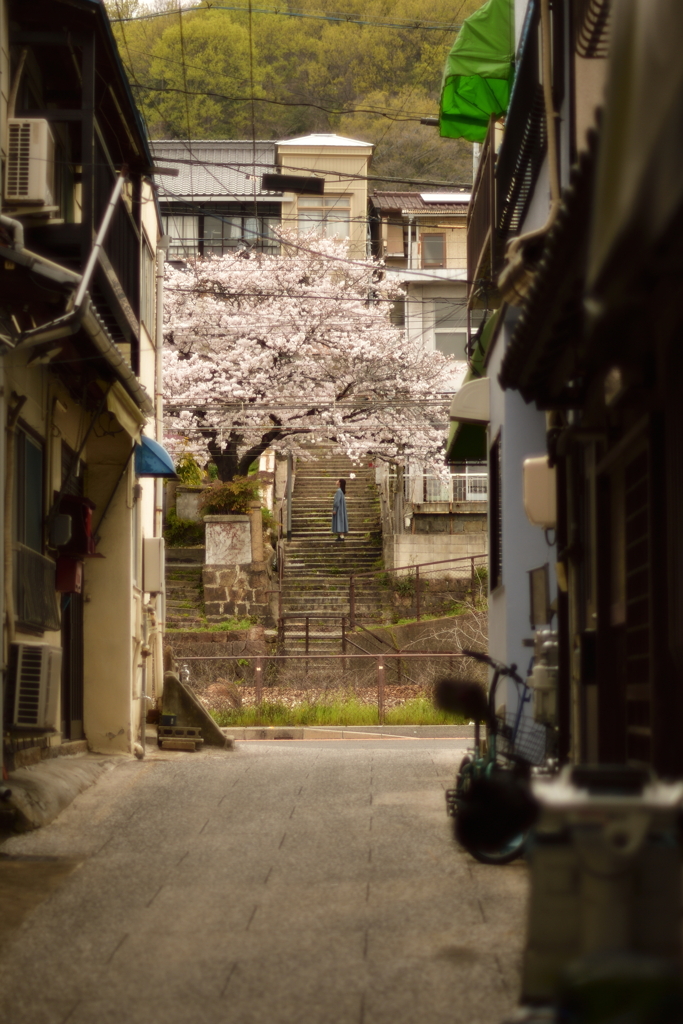 桜色エントラップ