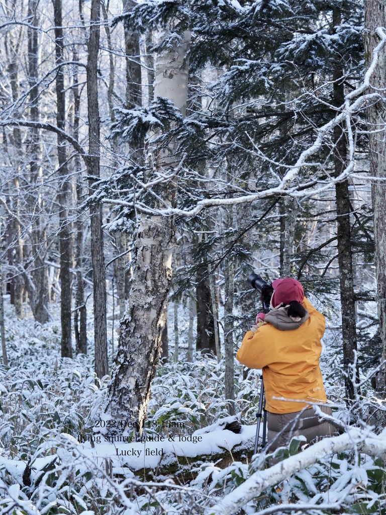 Winter forest 