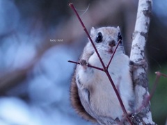 Flying squirrel 