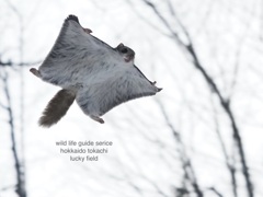 Flying squirrel 