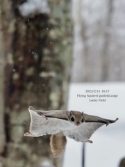 Flying squirrel 