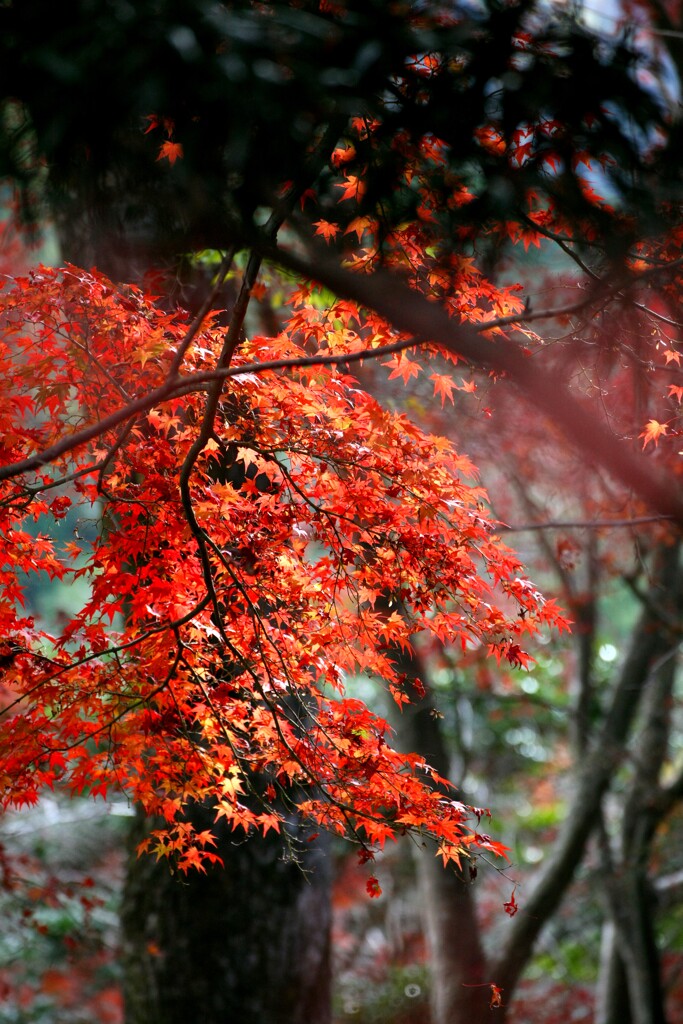 2F4U9193紅葉最前線