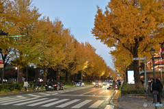 山下公園通り夕景