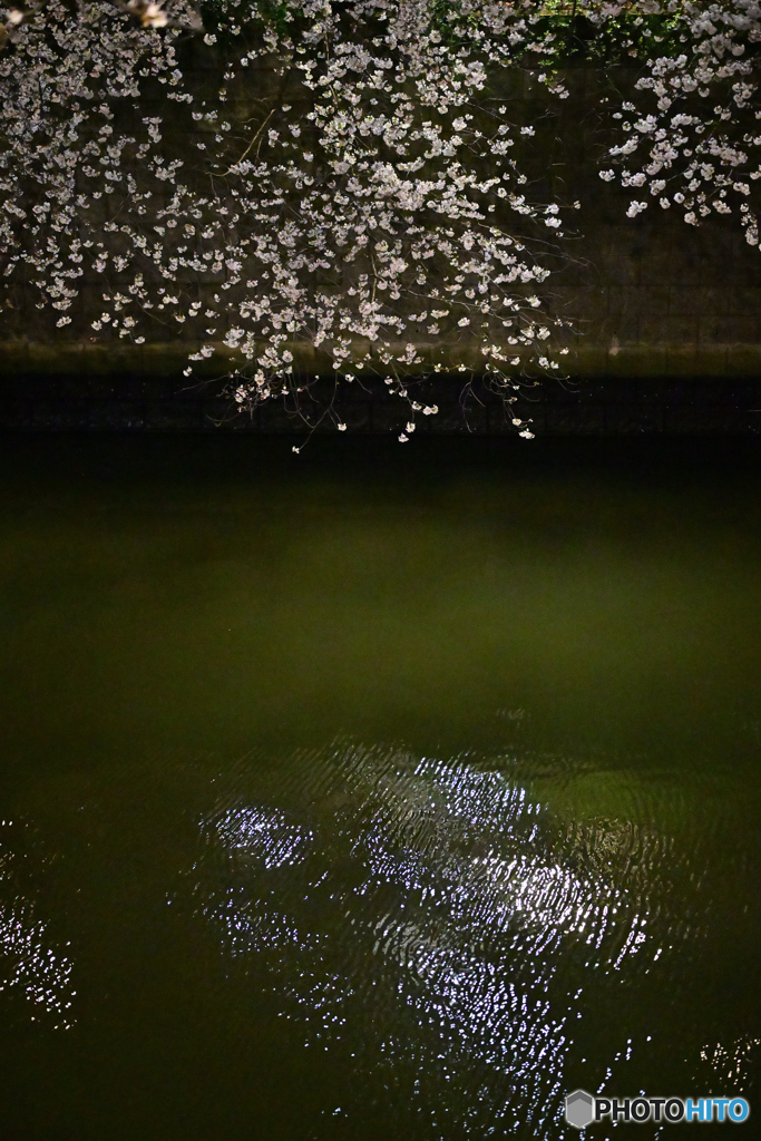 目黒川夜桜＃3