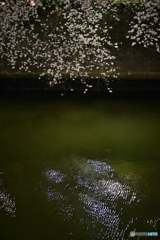 目黒川夜桜＃3