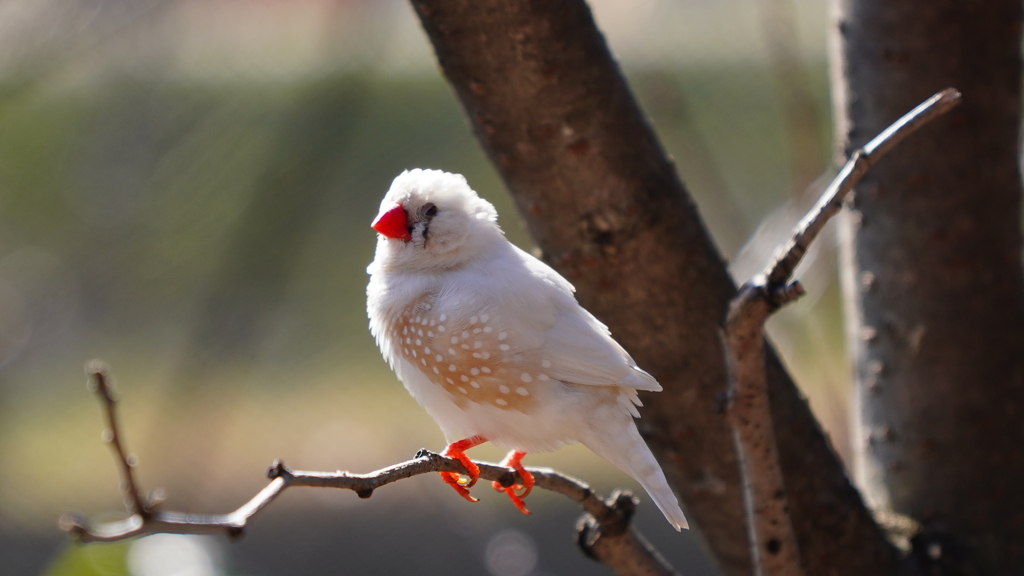 キャンベルタウン野鳥の森