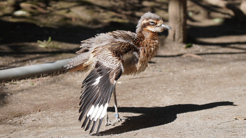 キャンベルタウン野鳥の森