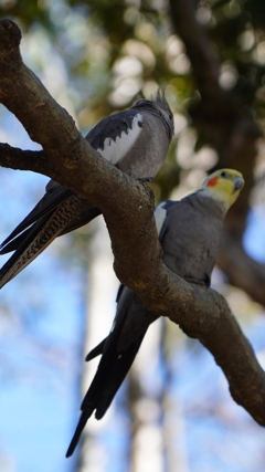 キャンベルタウン野鳥の森