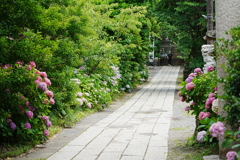 紫陽花の参道