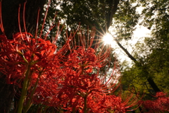 光輪と曼珠沙華