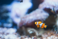 カクレクマノミの遊泳
