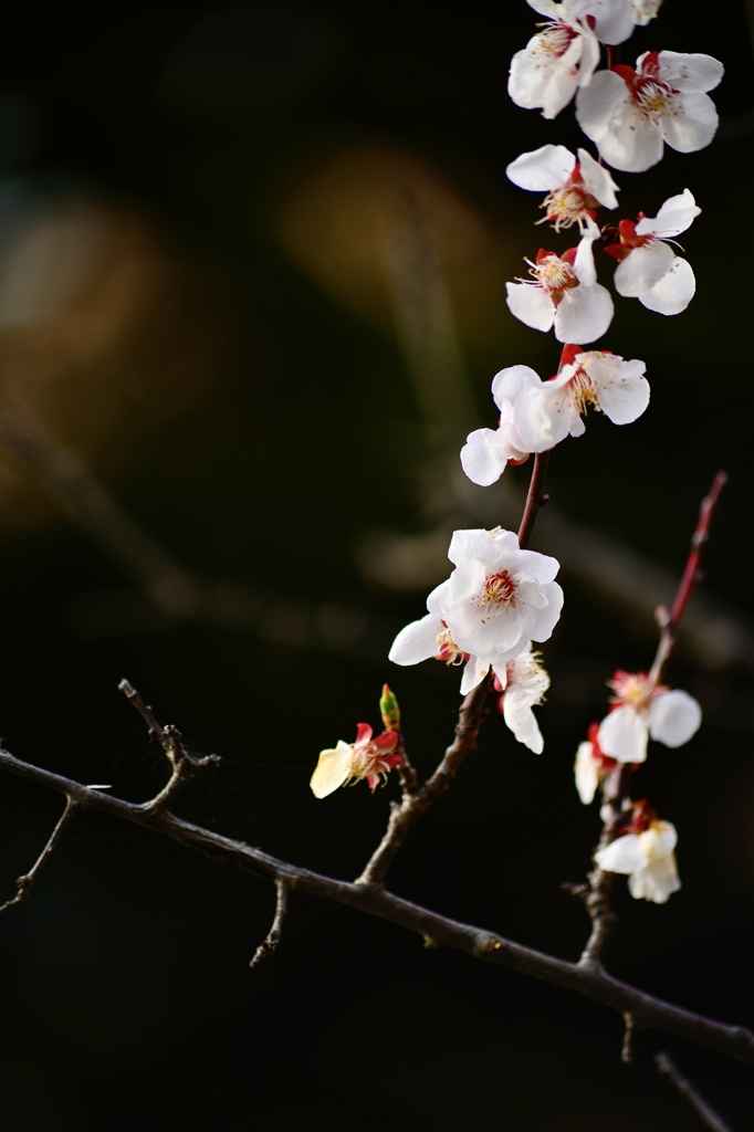 盛岡市の石割桜の隣の小さな桜