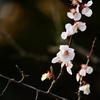 盛岡市の石割桜の隣の小さな桜