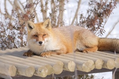 キツネさん
