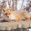 キツネさん
