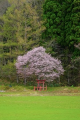 桜と鳥居