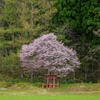 桜と鳥居