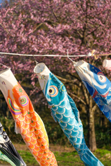 鯉のぼりと桜