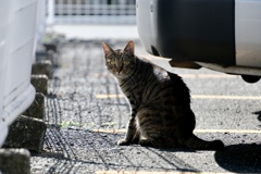 野良猫を追いかけて