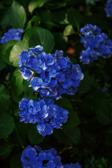 紫陽花