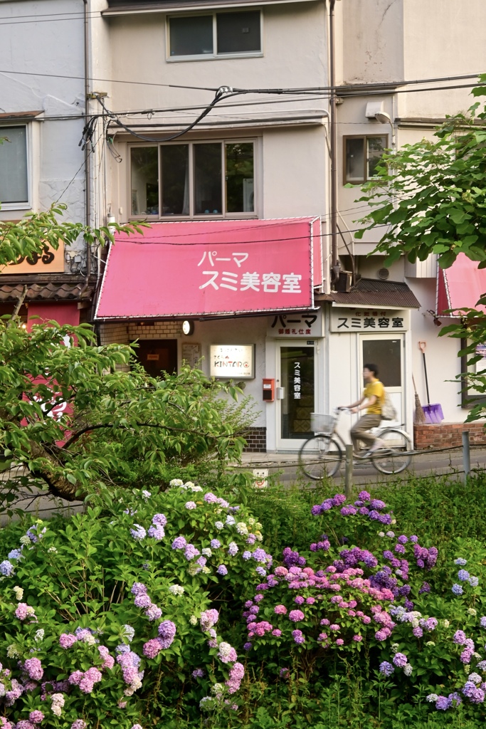 亀ヶ池の紫陽花