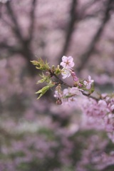 東大山の河津桜