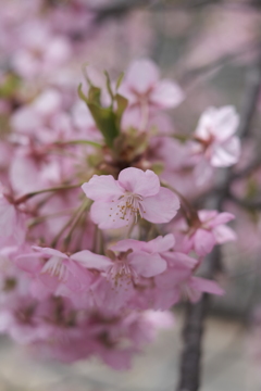 東大山の河津桜