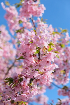 浜松市の桜