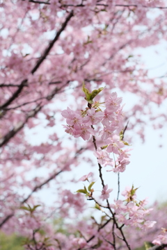 東大山の河津桜