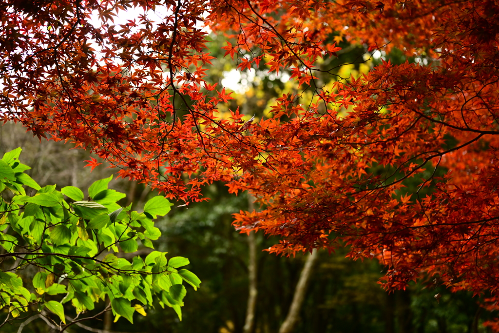 紅葉