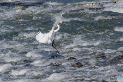 Water Dance