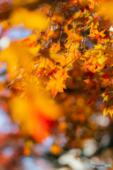 紅葉