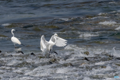 Water Dance II