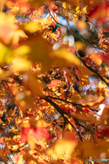 紅葉