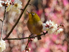 ウメジロ―