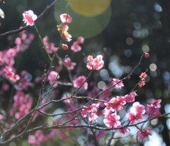 木漏れ日の梅