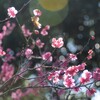 木漏れ日の梅