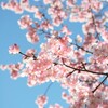 春。って感じ