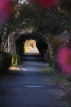 冬の散歩道