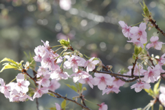 河津桜③