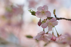 河津桜