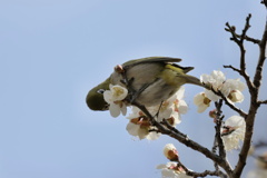 メジロのお食事