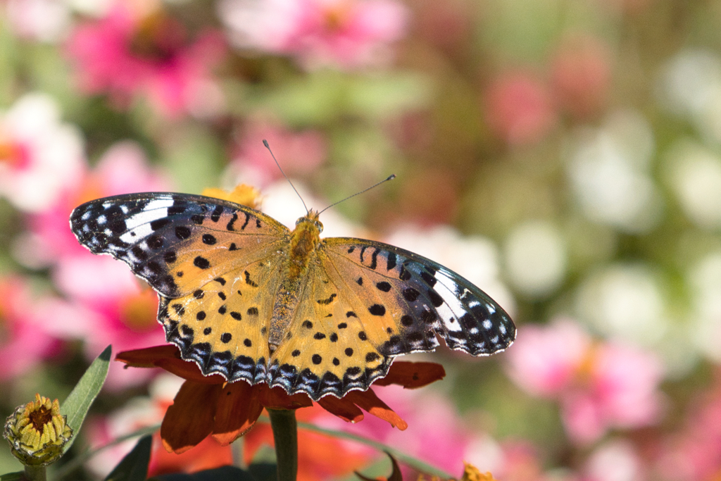 ランチは花の蜜