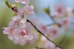 河津桜②