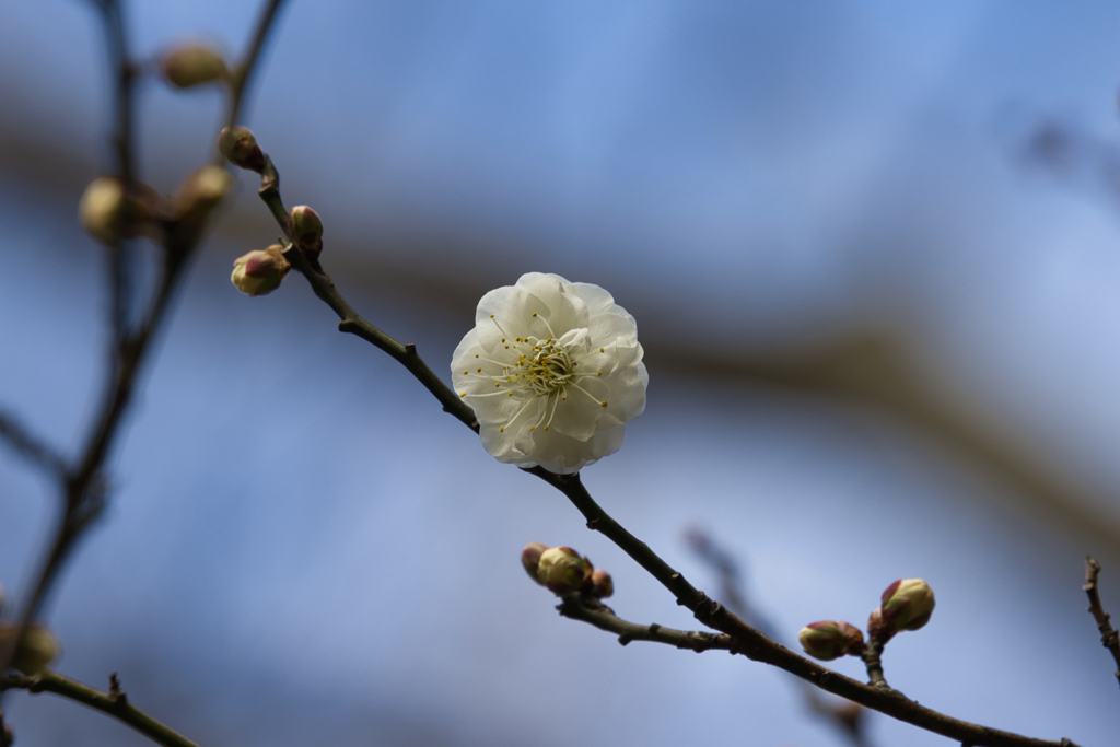 早咲きの白梅