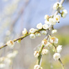 鎌倉霊園の枝垂れ梅