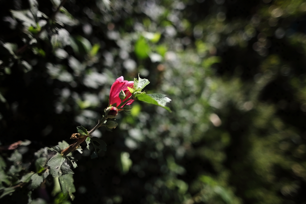 寄りで薔薇？かな