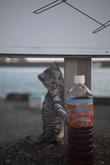 オラにも飲ませろ