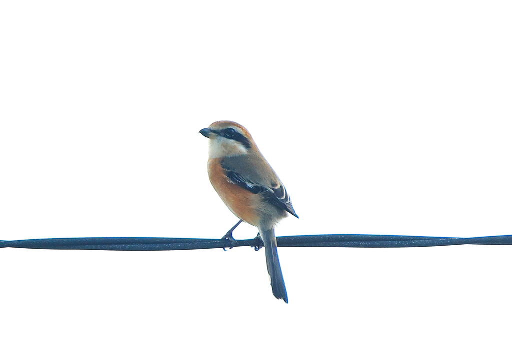 八丈島で見かけた野鳥