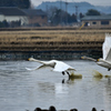 白鳥の離水